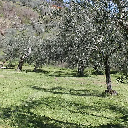 Shaleo Villa *